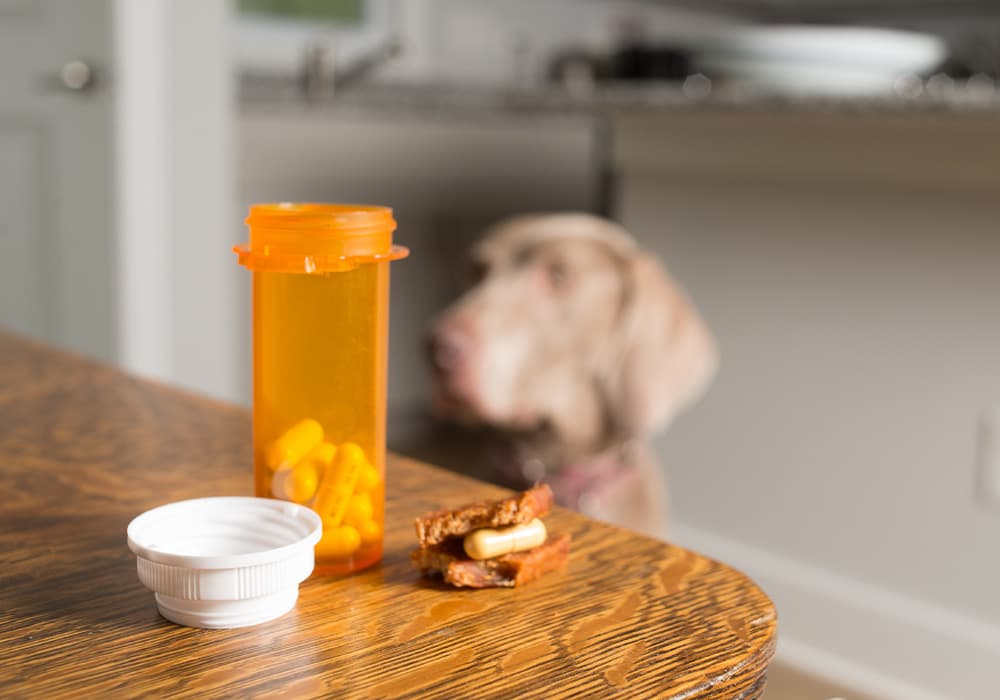Pet Medications